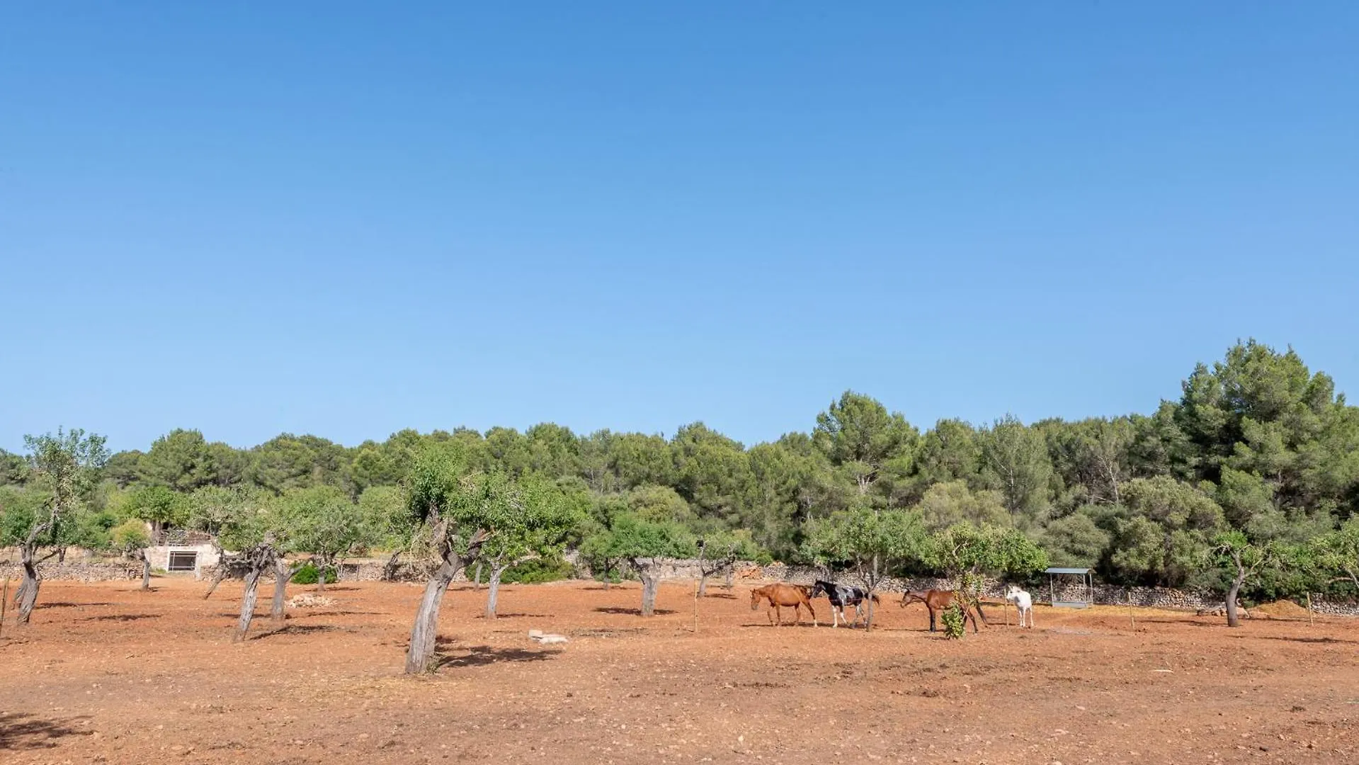 Villa Finca Es Pi By Mallorca House Rent Cala Murada